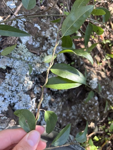 Cocculus orbiculatus observed 2024-02-04