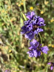 Gilia achilleifolia