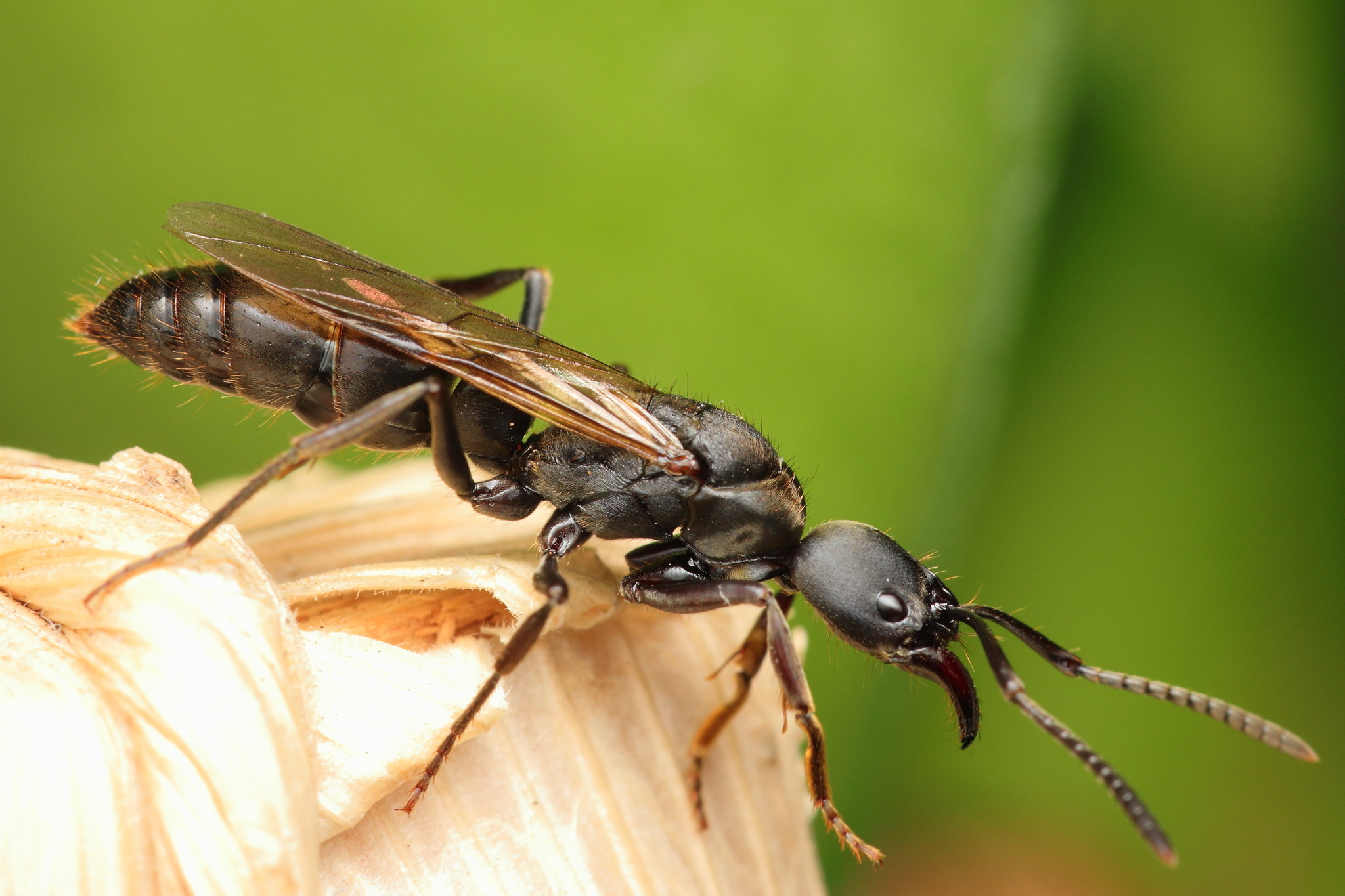 Pachycondyla beneditoi