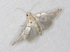 Argentostiria koebelei