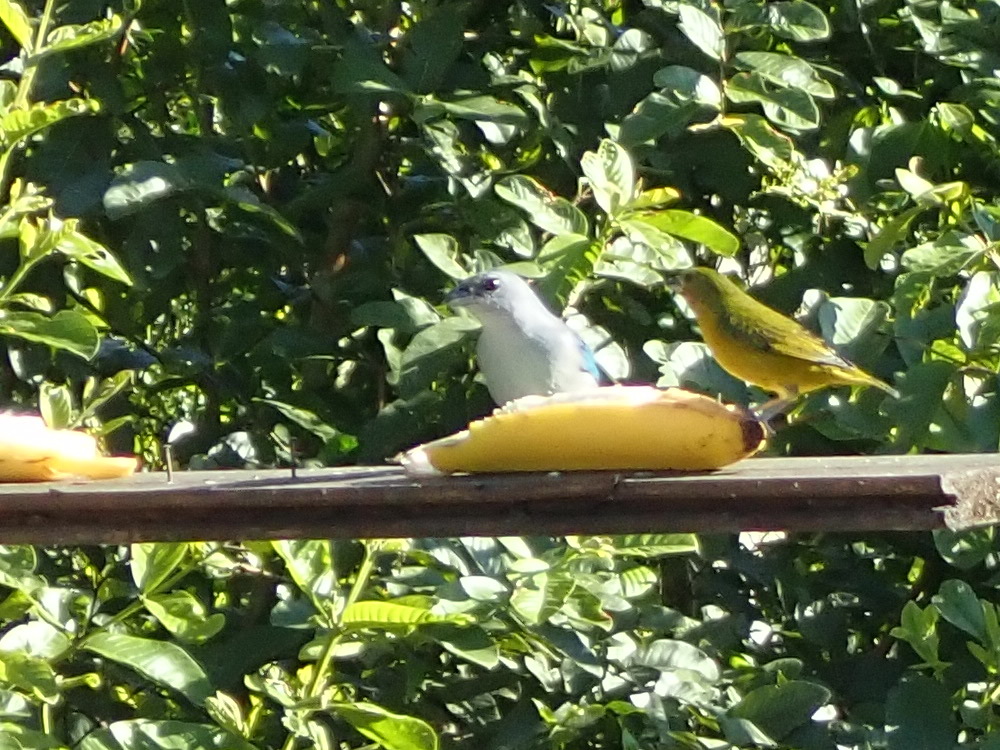 azure-shouldered tanager, sanhaço-de-encontro-azul, tangara à épaulettes bleues, tangara cianóptera