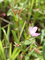 Collinsia sparsiflora