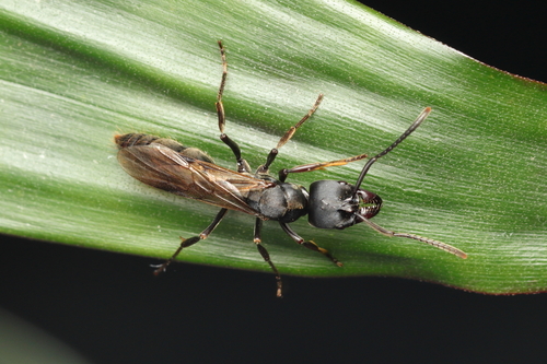 Pachycondyla Panther Ants