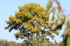 Vochysiaceae