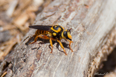Laphria saffrana