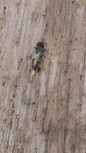 Orussidae