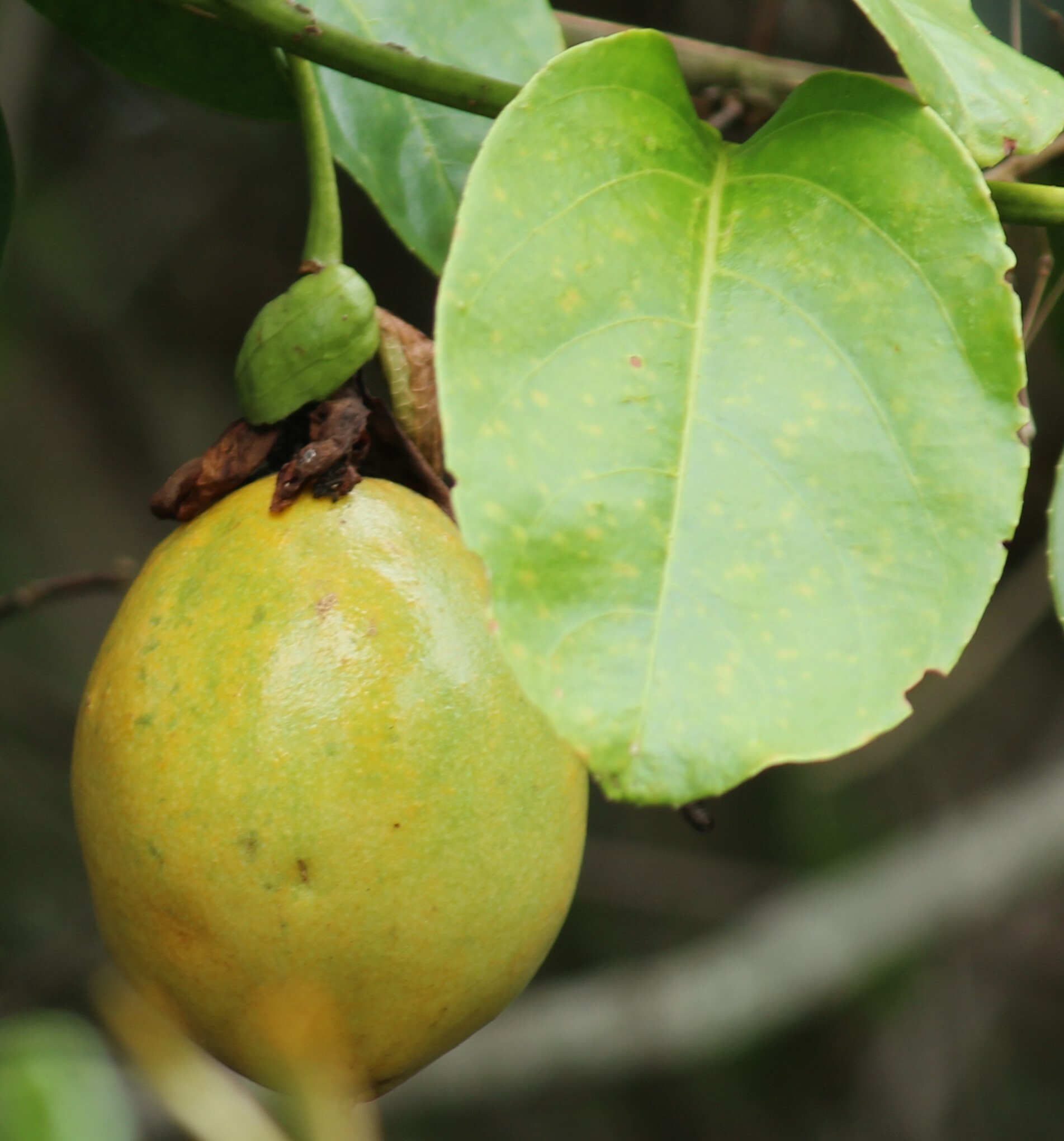 Imagem de Maracujá-Doce