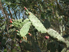 Opuntia karwinskiana