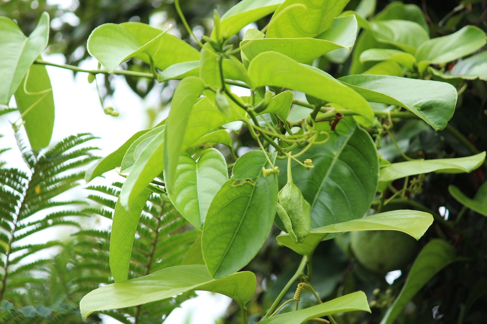 Imagem de Maracujá-Doce
