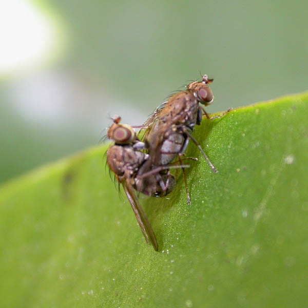 Notiphila stagnicola