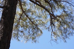 Pinus leiophylla