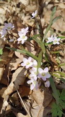 Claytonia virginica