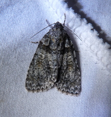 Acronicta tristis