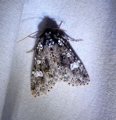 Melanchra adjuncta