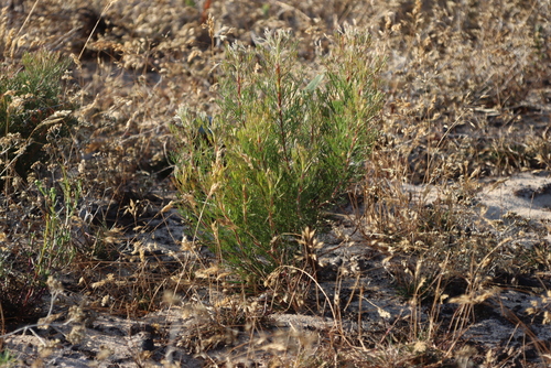 Image of Serruria decipiens by (c) Tony Rebelo, some rights reserved (CC BY-SA)