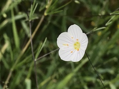 Leptosiphon liniflorus
