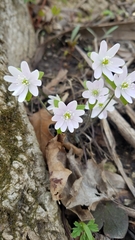 Hepatica acutiloba