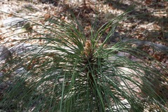 Pinus engelmannii