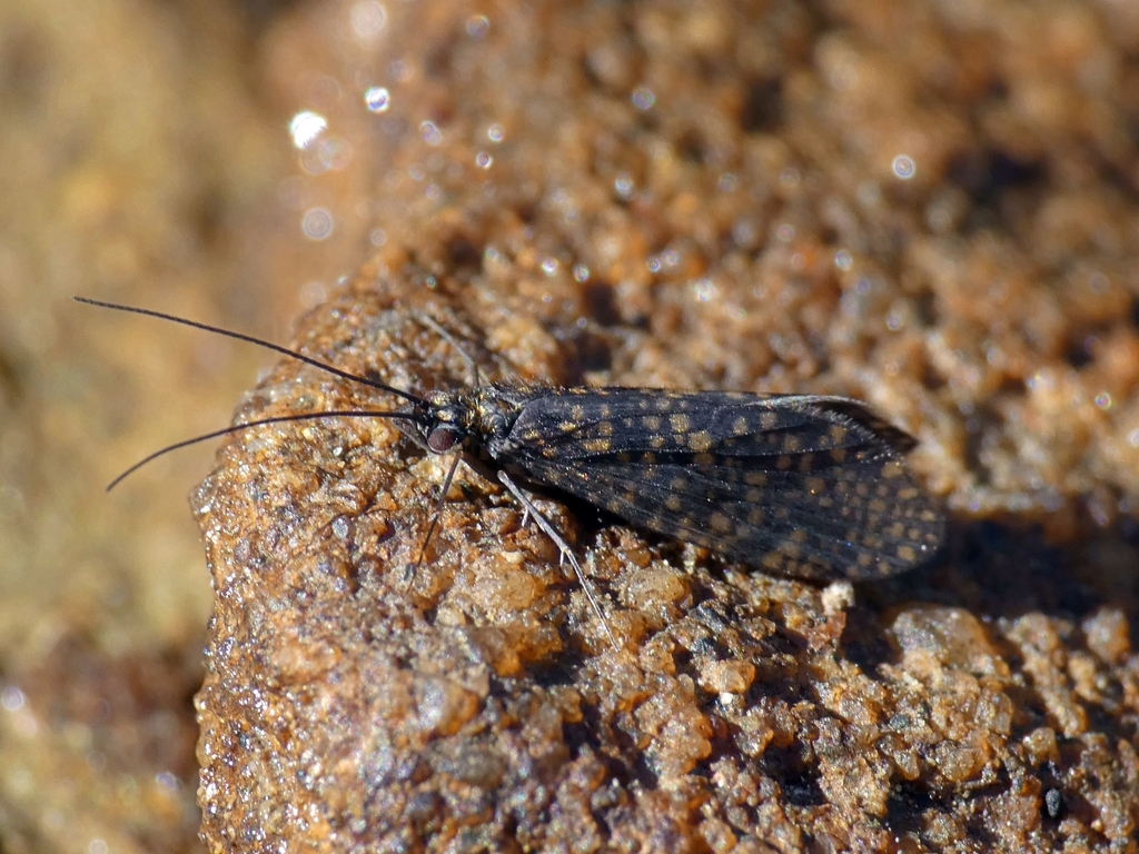 Dolophilodes distinctus