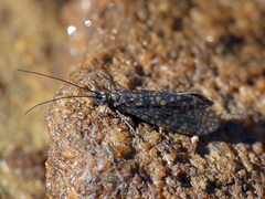 Dolophilodes distinctus