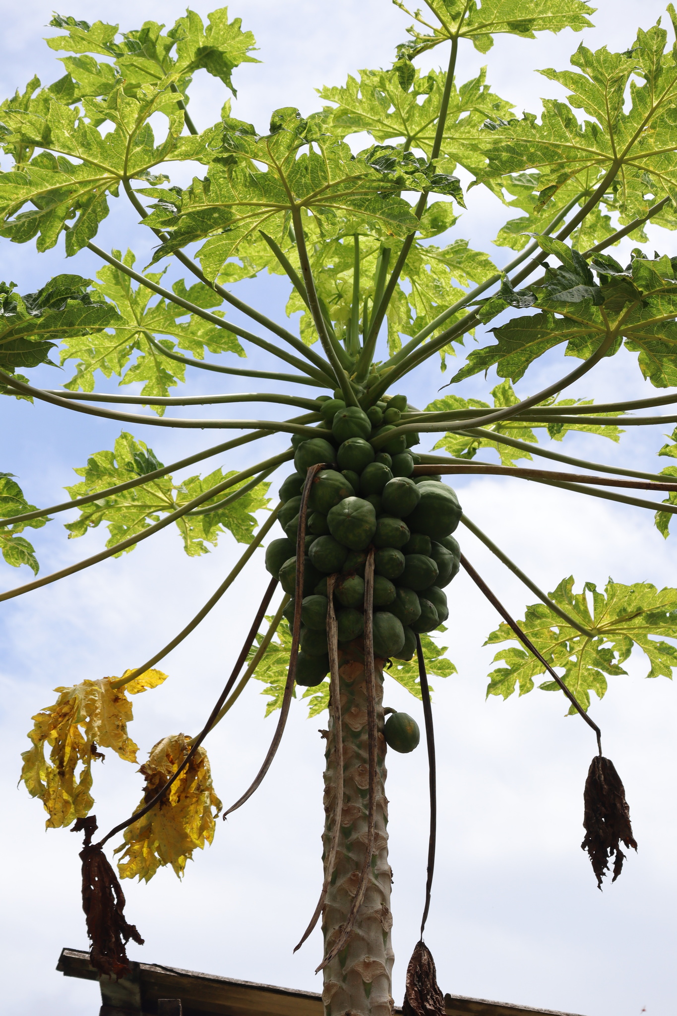 Carica papaya