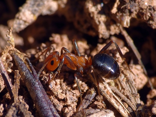 Allegheny Mound Ant photo 4