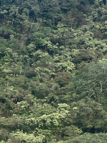 Aleurites moluccanus