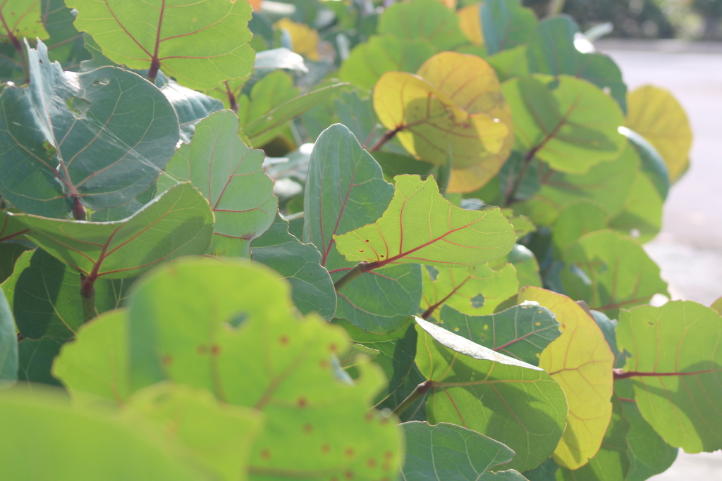 sea grape from Cabo Engaño, 23000 Punta Cana, Dominican Republic on ...