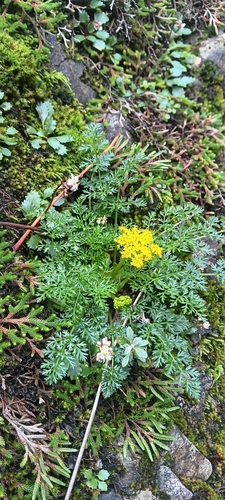 Image of Lomatium hallii by no rights reserved