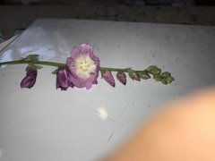 Sidalcea sparsifolia