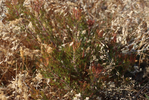 Image of Serruria decipiens by (c) Tony Rebelo, some rights reserved (CC BY-SA)