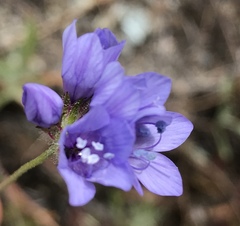 Gilia achilleifolia