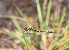 Celithemis ornata