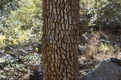 Quercus oblongifolia
