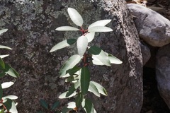 Arbutus arizonica