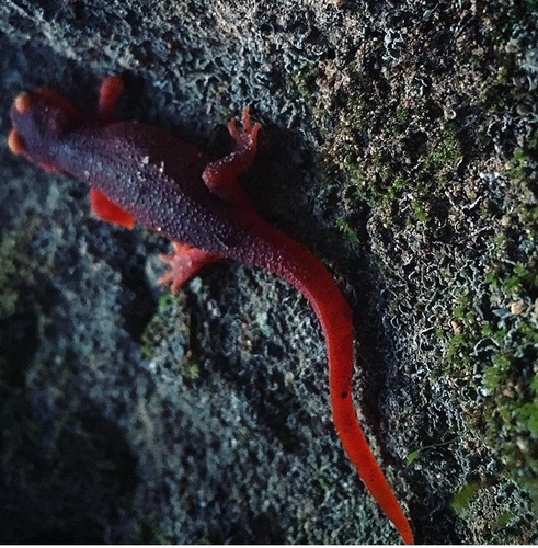 iNaturalist observation photo of Sierra Newt