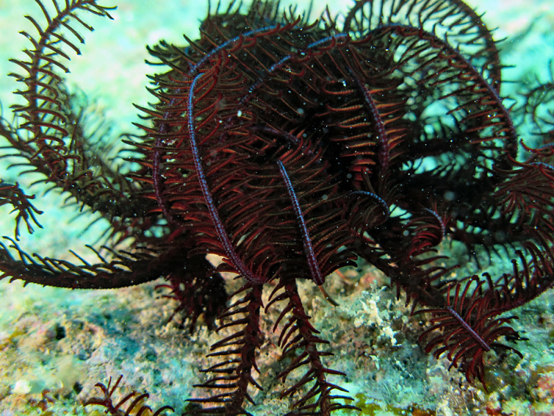 Black Feather Star
