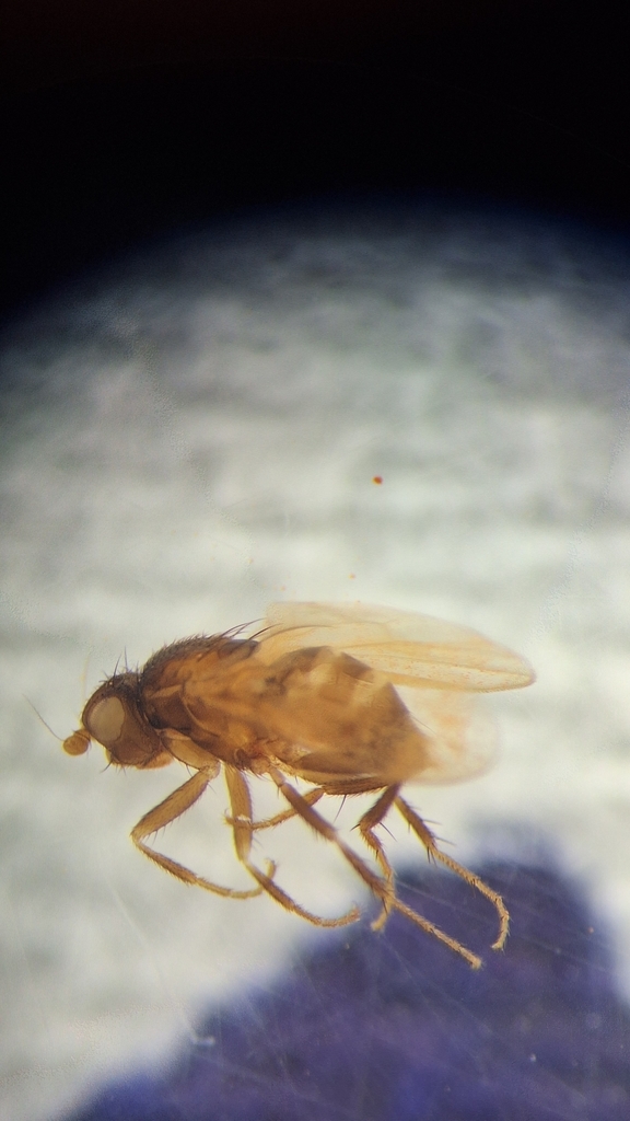 Limomyza
