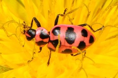 Coleomegilla maculata lengi