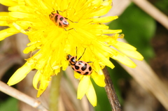 Coleomegilla maculata lengi