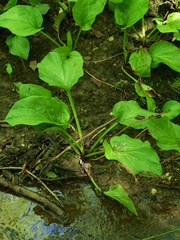 Plantago cordata