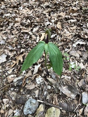 Trillium viridescens