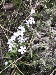 Phlox hoodii