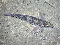 Cox's Gudgeon photo 3