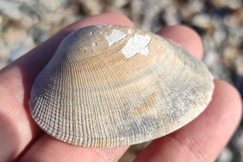 grooved carpet shell