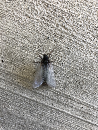 iNaturalist observation photo of Cheeseweed Owlfly