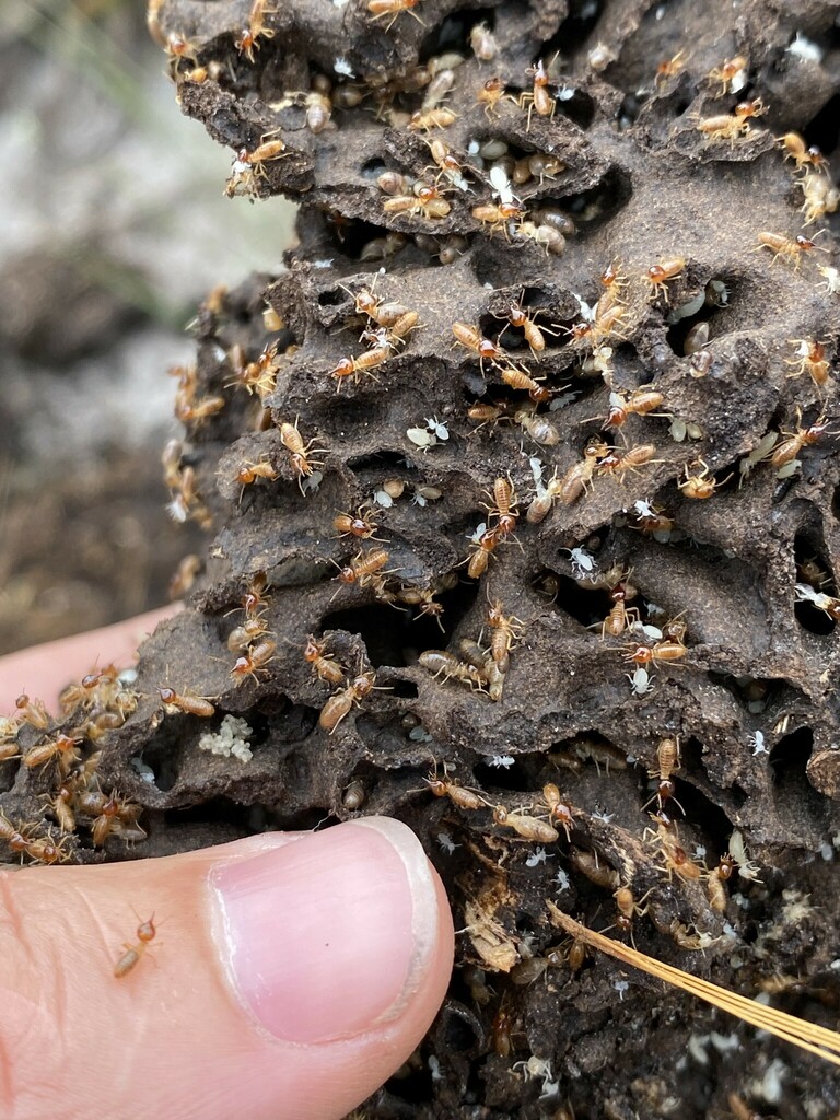 Cortaritermes rizzinii