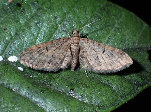 Eupithecia tenerifensis