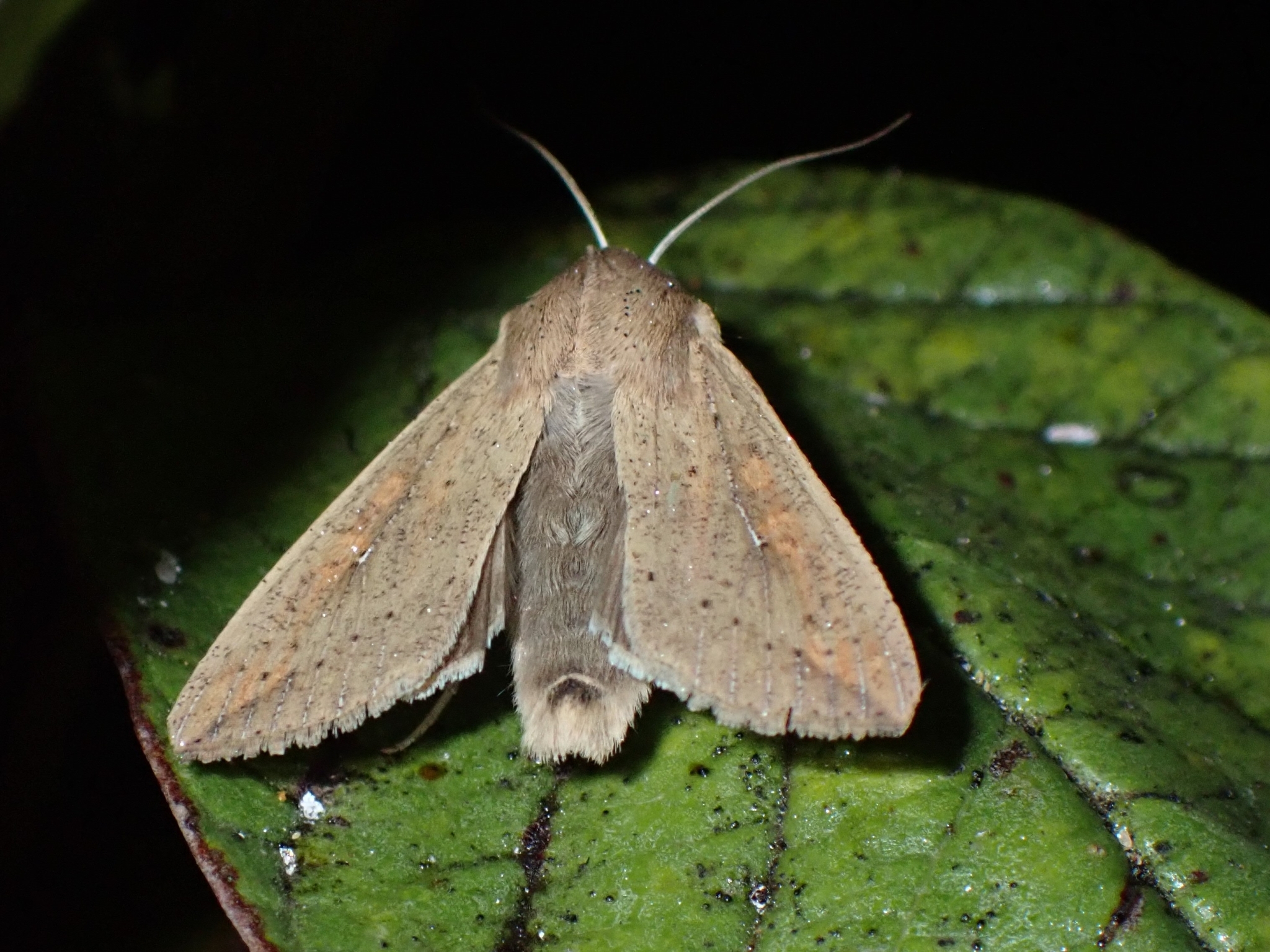 Mythimna unipuncta