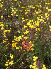 Triphysaria eriantha